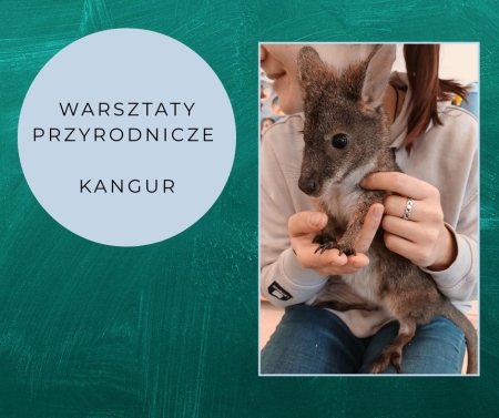 Przedszkole Boguchwała Reja: Warsztaty przyrodnicze - kangur