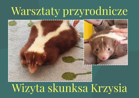 Przedszkole Boguchwała Reja: Warsztaty przyrodnicze - wizyta skunksa Krzysia