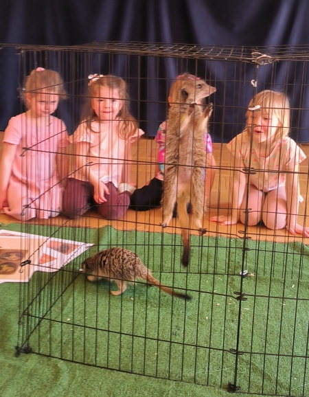 Punkt przedszkolny ''Mali Odkrywcy'' w Zarzeczu: Zajęcia zoologiczne - surykatki...