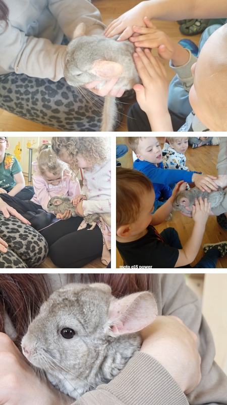Przedszkole w Lutoryżu: Spotkanie ze zwierzątkami - szynszyla i królik
