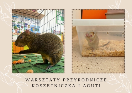 Przedszkole Boguchwała Reja: Warsztaty przyrodnicze - Koszetniczka i aguti